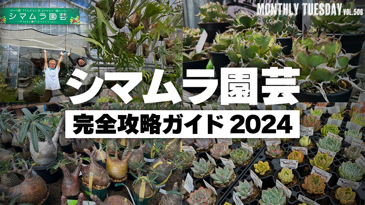 【埼玉園芸店巡り】観葉植物、多肉植物、アガベ、塊根植物、ビカクシダ、サボテン、エケベリア。全てが揃う埼玉一の園芸店、シマムラ園芸完全攻略ガイド2024！！