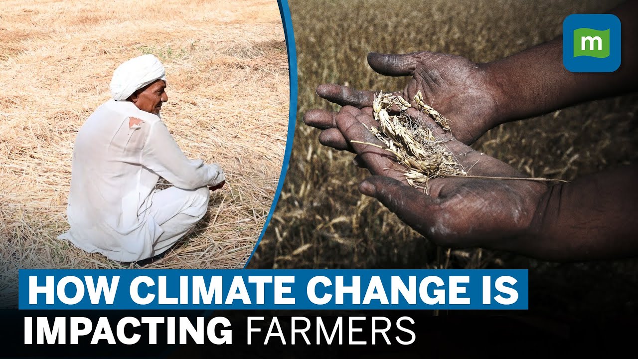 How Unseasonal Rains Impacted Indian Farmers | Climate Change Affect Agriculture | Short Documentary
