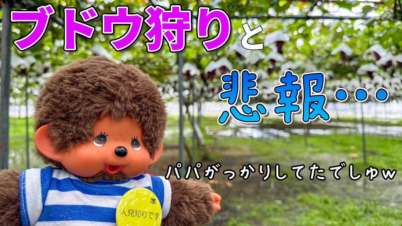 モンチッチのカーマグネットで遊びつつブドウ狩りに行った件