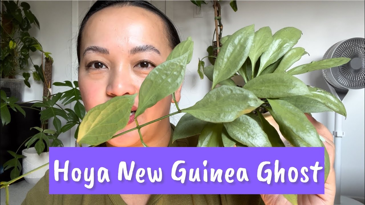 My experience with Hoya New Guinea Ghost.