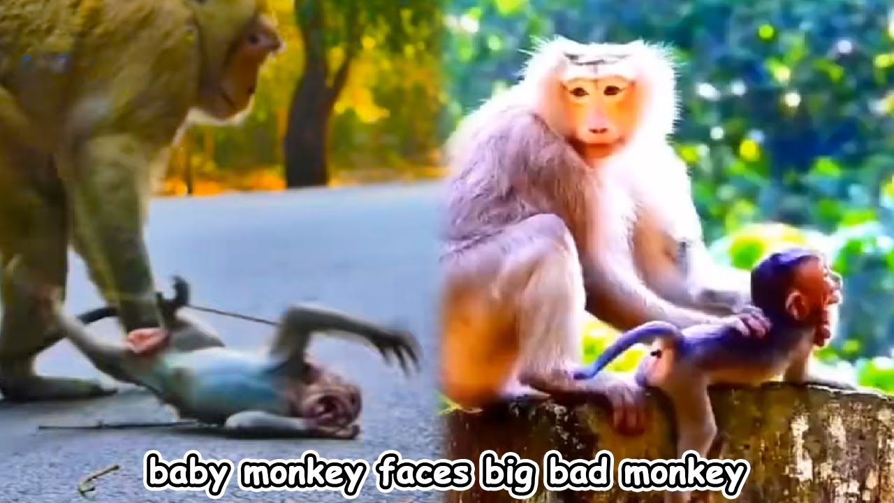 The little monkey was very scared when he had to face the big bad monkey every day.