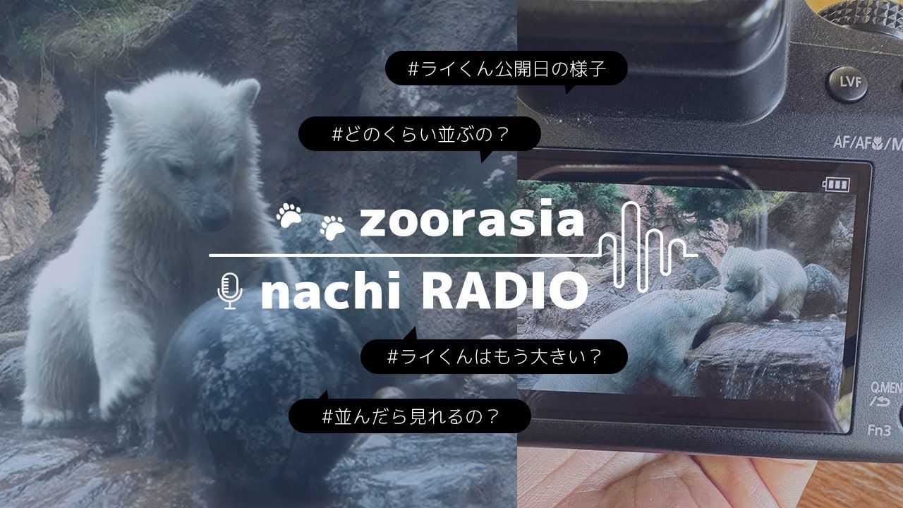 〈 ラジオ動画 〉ライくん公開日の様子 / どのくらい並んだ？ / これからズーラシアに行こうと悩んでいる方へ〈 2025.05.14撮影 〉