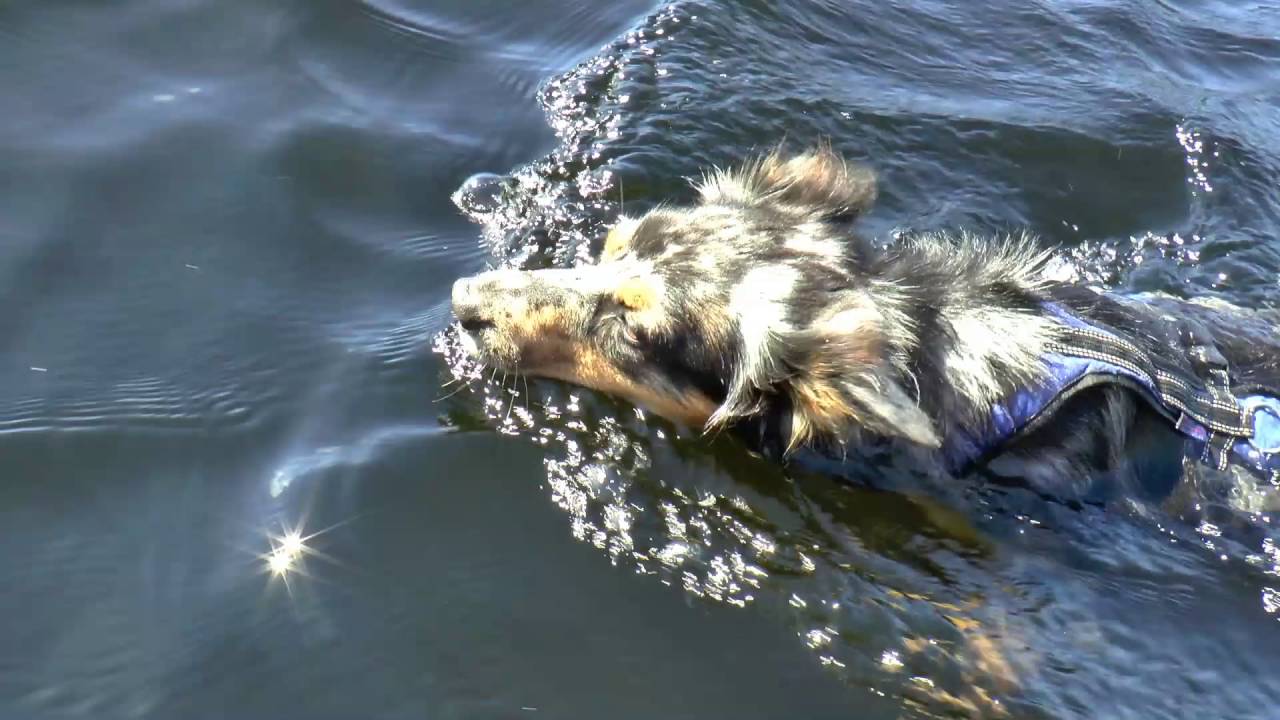 (3) Mit Gummiboot, Zelt & Hund PADDELN auf FOXEN & STORA LE in Schweden: Auf Vorwindkurs