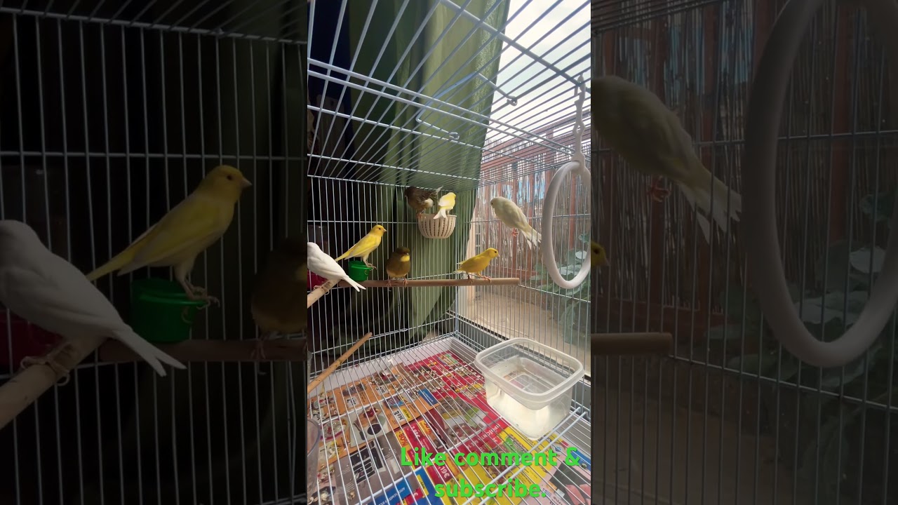 Aviary #birds #canarino #canary #canaribird #canario #canarias #canarinhos #canarini #&kappa;&alpha;&nu;&alpha;&rho;ί&nu;&iota;&alpha; #pet
