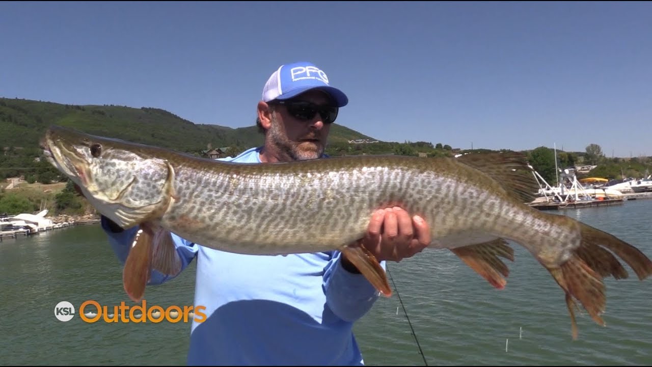 Fishing the Elusive Tiger Muskie at Pineview Reservoir