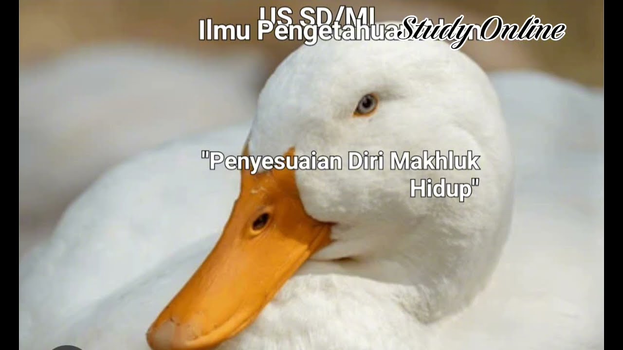 US SD/MI IPA | 