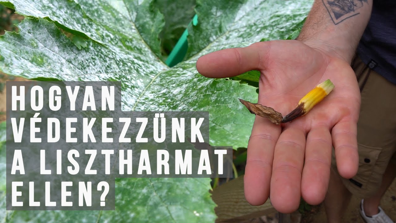 Hogyan védekezzünk a lisztharmat ellen?  Szódabikarbónával. / Szelíd Kertész Leszek