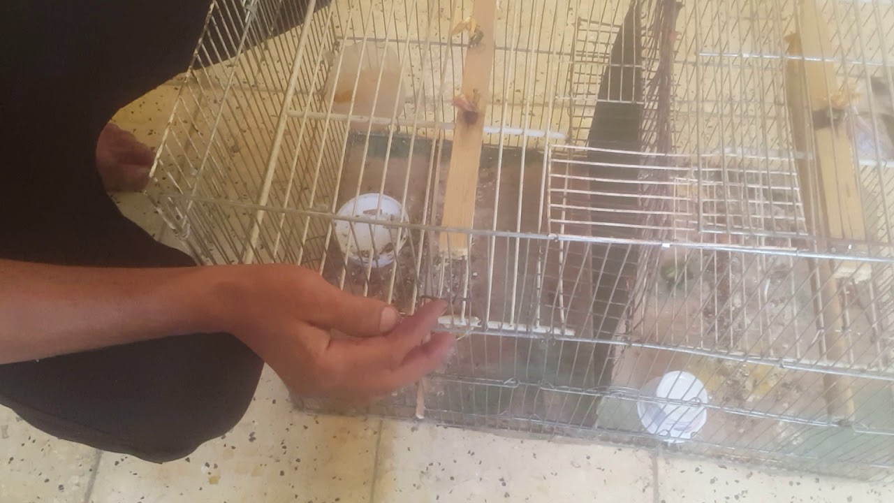 افظل طريقه  لصيد البلابل  حياوي الخال ابن كربلاء