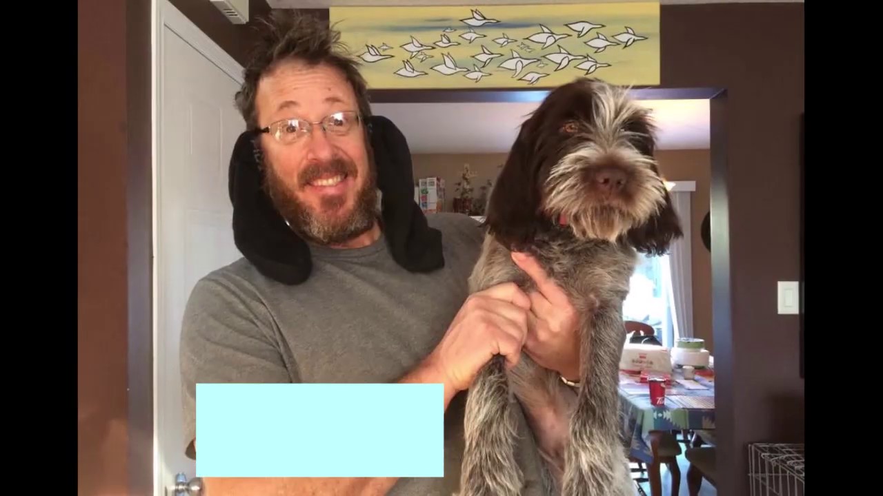 La vie avec un griffon.  Les meilleurs moments