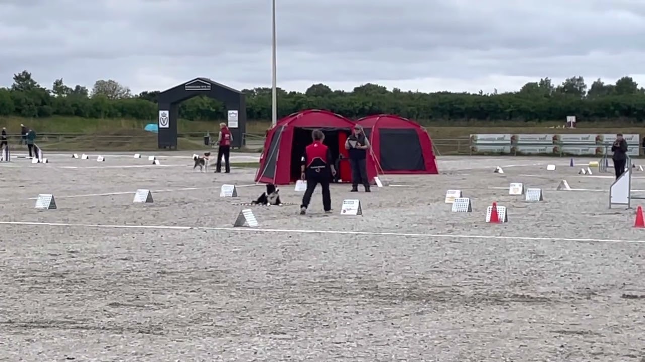 DKK Danmarks Mesterskaberne i Rally. Ekspert klasse - 💙 Jack 💙 - Rally lydighed / Rally Obedience