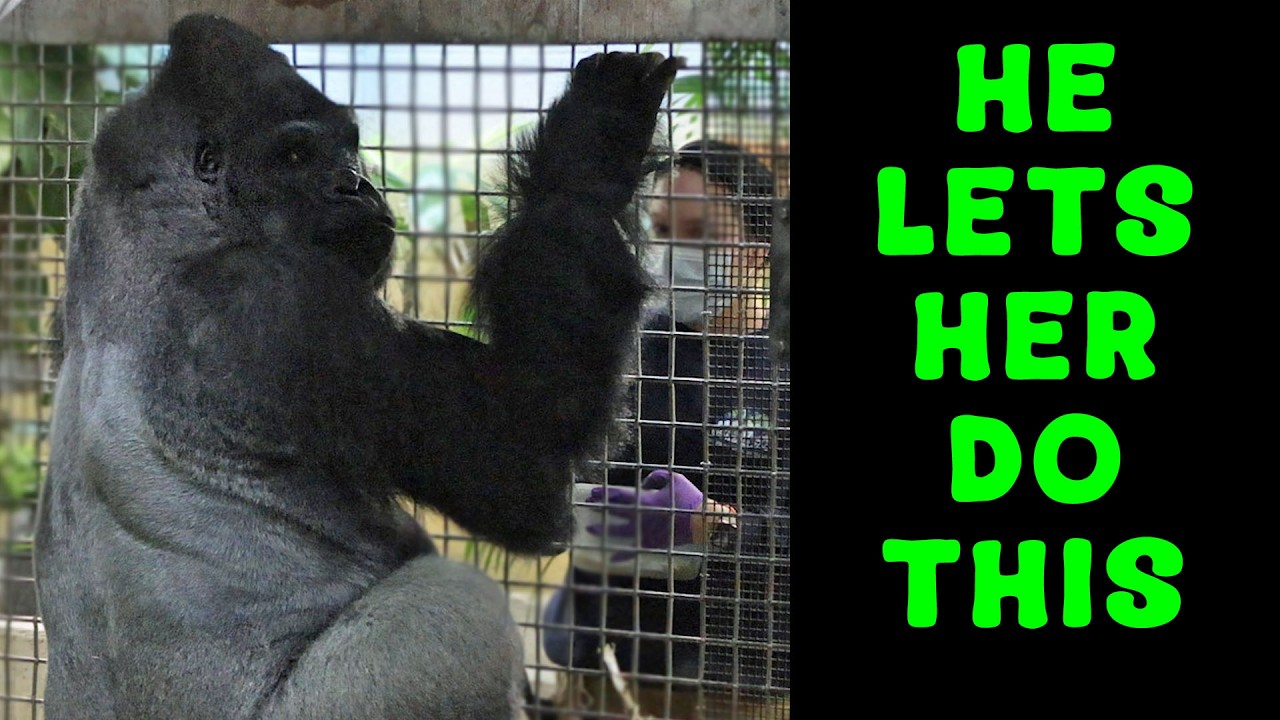 A Zookeeper Brushes a 400 Pound Gorilla’s Teeth