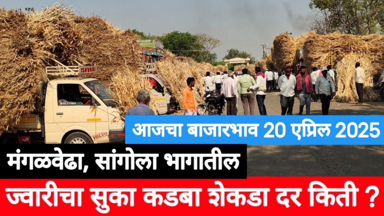 आजचा सांगोला बाजारातील ज्वारीचा सुका कडबा शेकडा दर किती ? / कडब्याचे चालू बाजारभाव 20 एप्रिल 2025