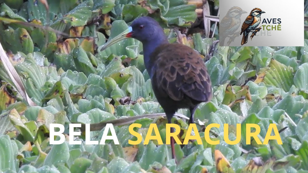 Saracuras, sanãs, presenças garantidas