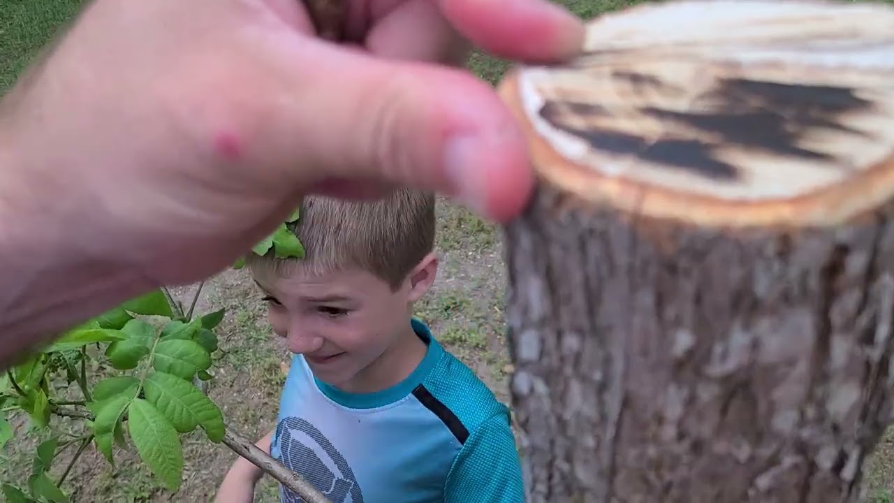 Grafting a Pecan Tree