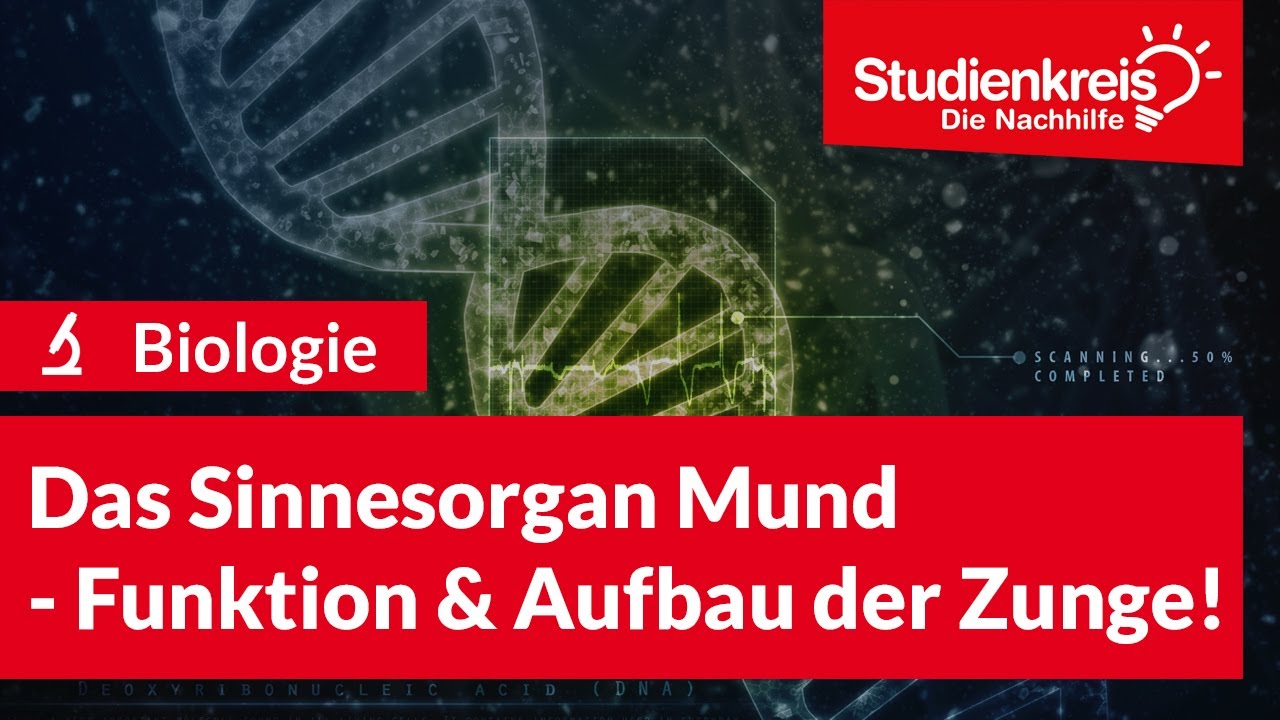 Das Sinnesorgan Mund - Funktion & Aufbau der Zunge! | Biologie verstehen mit dem Studienkreis