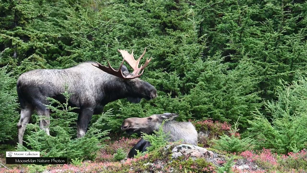 Crazy Happenings at the Rut Pit #nature #moose #wildlife