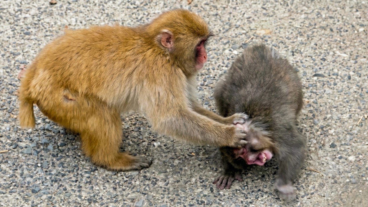 Punch is in trouble...his best friend comes to the rescue