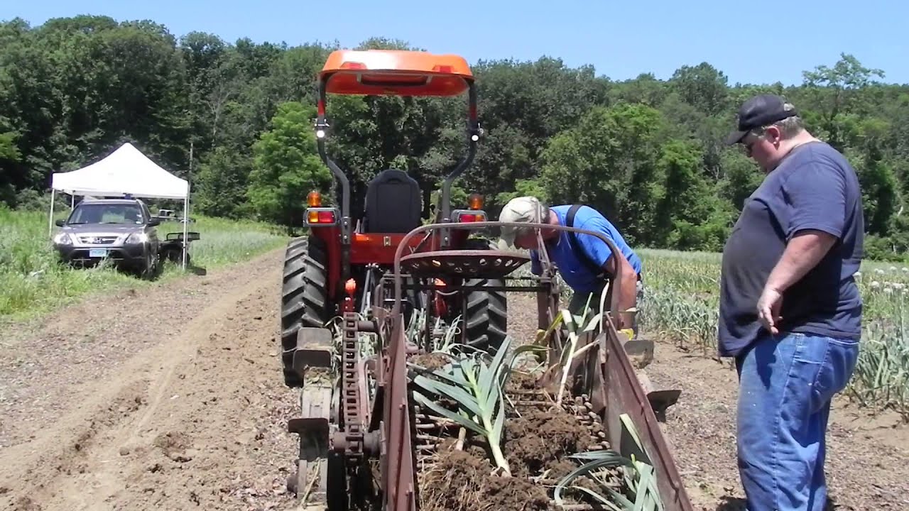 Beginning of the Garlic Harvest