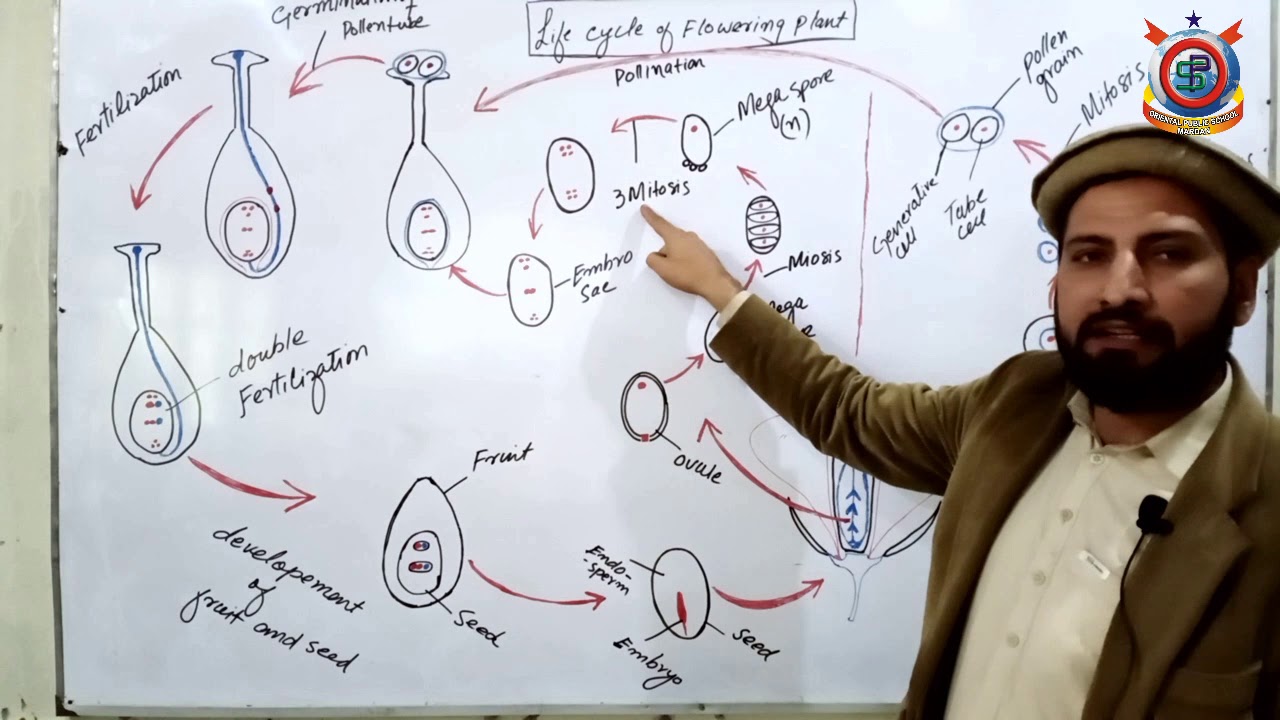 Class 10th Bio Lecture 38  Topic; Life Cycle of Flowering Plant