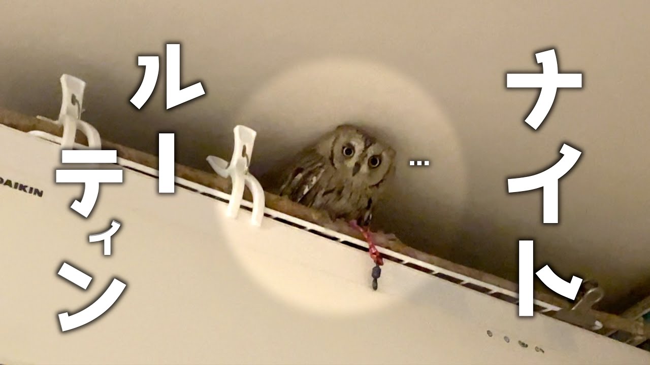 小型フクロウとちび飼い主のナイトルーティン