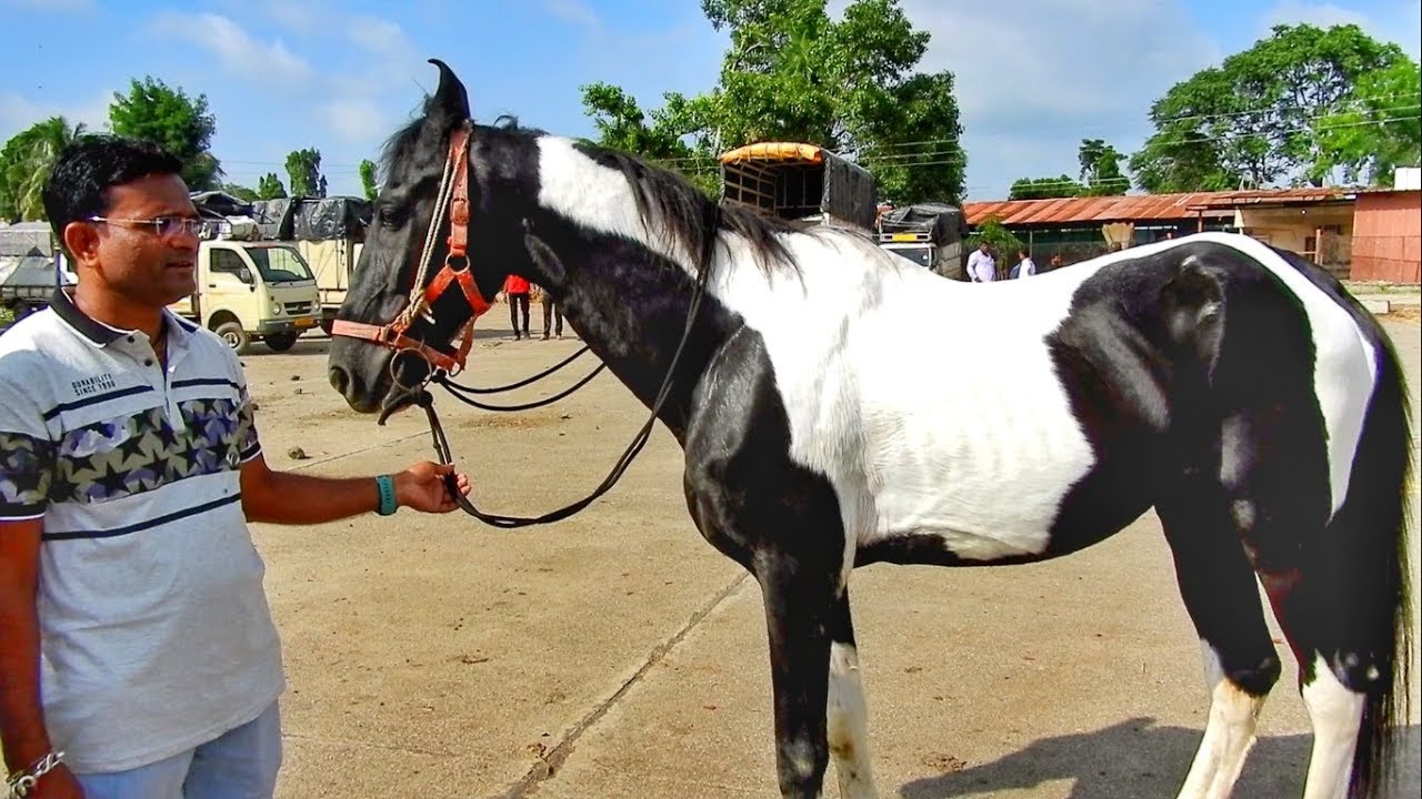 YEOLA HORSE MARKET_Video-8 Maharashtra