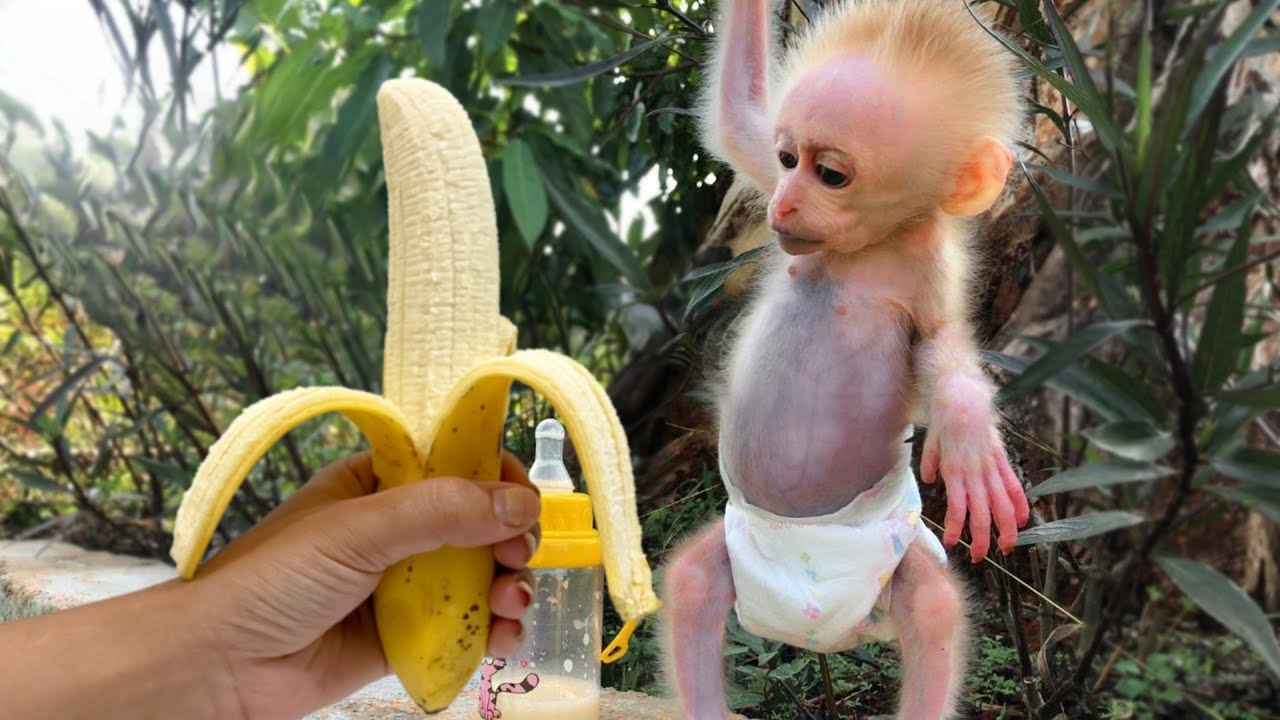 Baby monkey Bon has been well cared for by his father since the first days