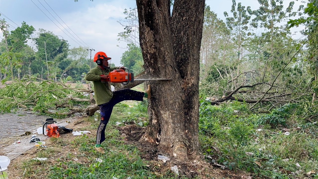 Road Rescue! Felling 3 Hazardous Trees Along a Village Road!