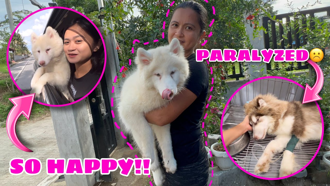 Snowhite Goes HOME! | SHE SURVIVED! | Husky Pack TV