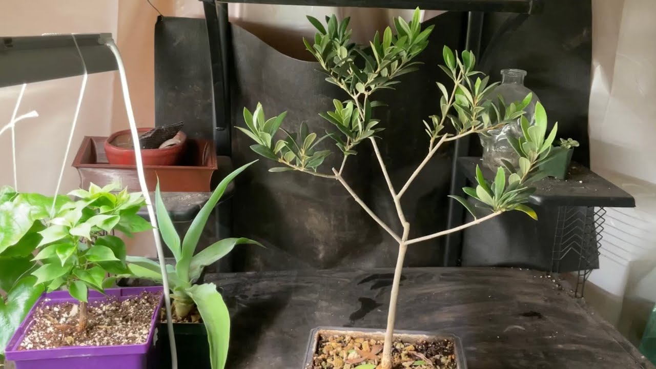 Olive tree bonsai work after two years of growing, repotting and clean up (January, 2023)
