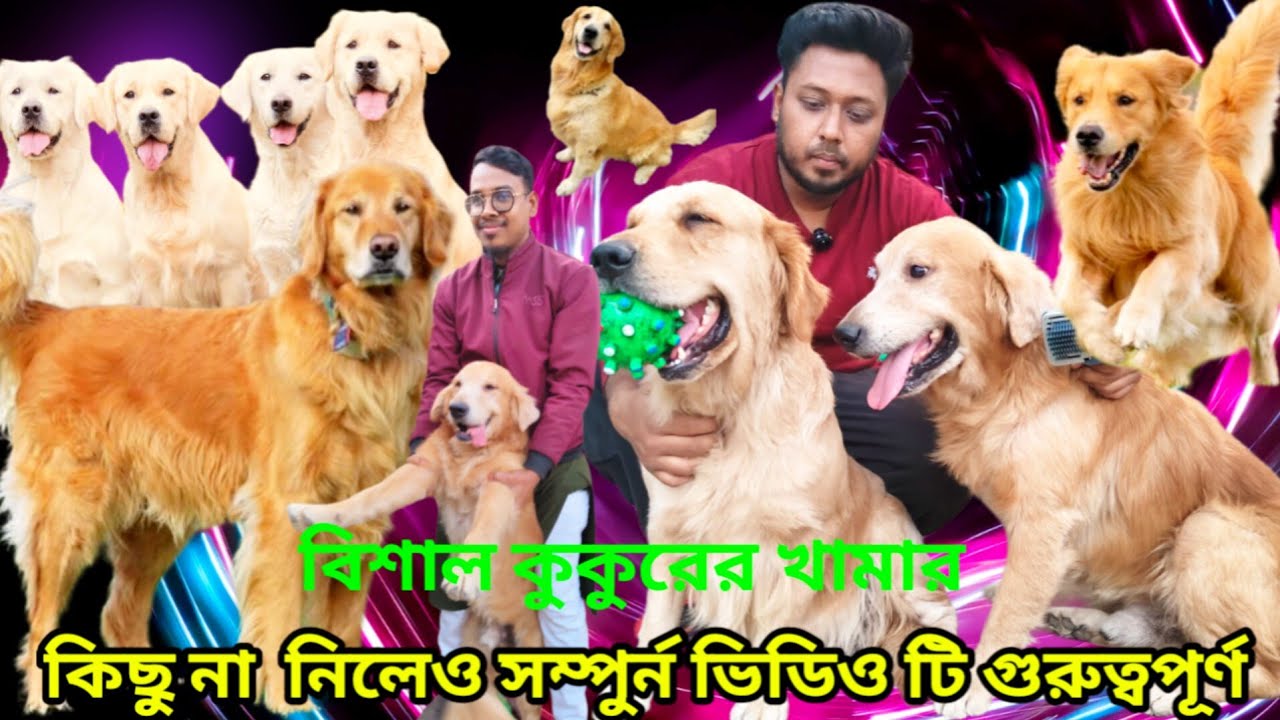 Dog price in Bangladesh | Dog farm in Bangladesh | 💥Golden Retriever price in Bangladesh 2026💥