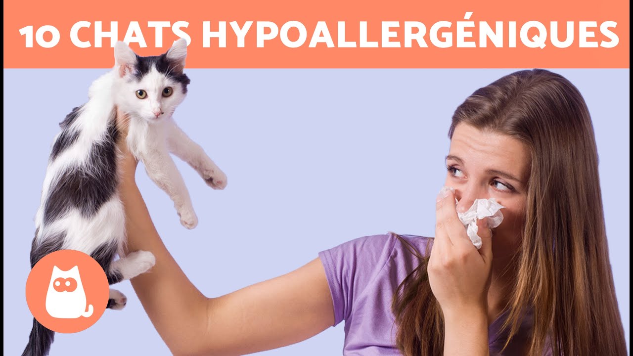 10 RACES de CHATS HYPOALLERGÉNIQUES 🐱✅ Parfait pour les PERSONNES ALLERGIQUES
