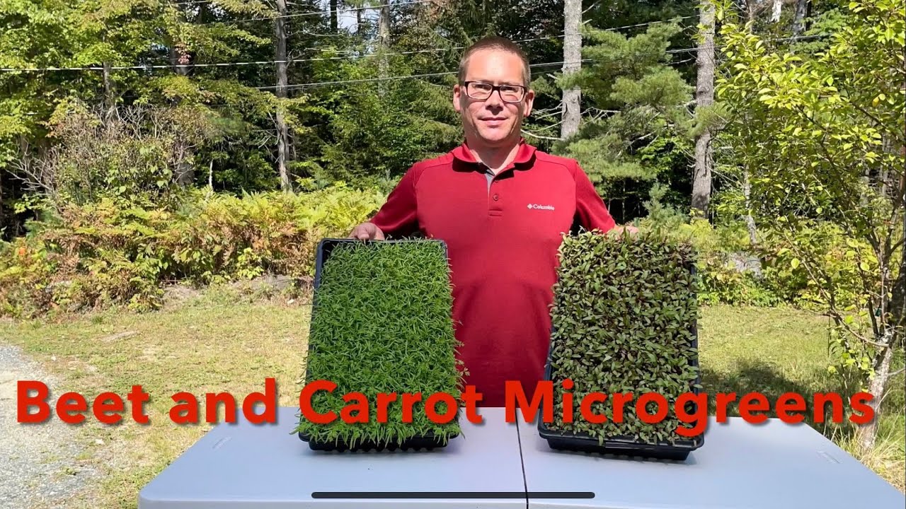 Beet and Carrot Microgreens (Guess the Production)