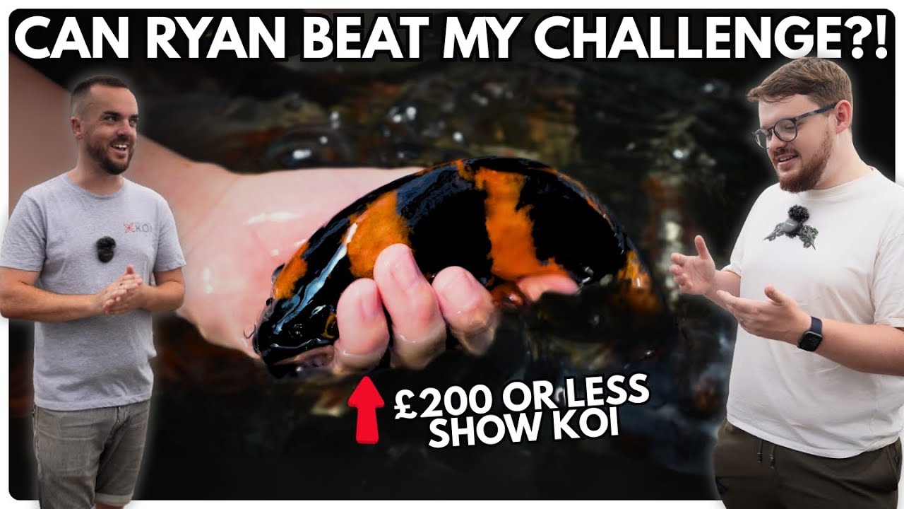 Do Show Koi Need To Be Expensive? - WE FIND OUT!