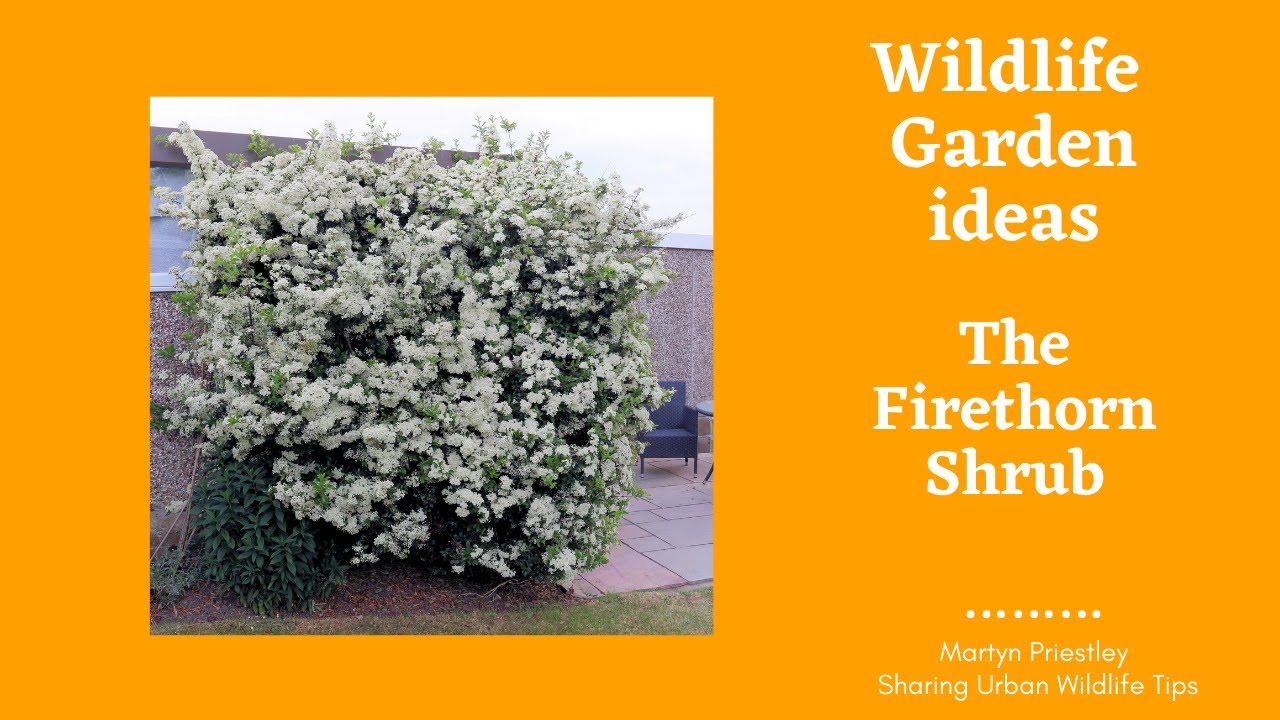 Gardening for Wildlife: Firethorn (Pyracantha) as Hedge or Shrub Berries, Birds & Biodiversity