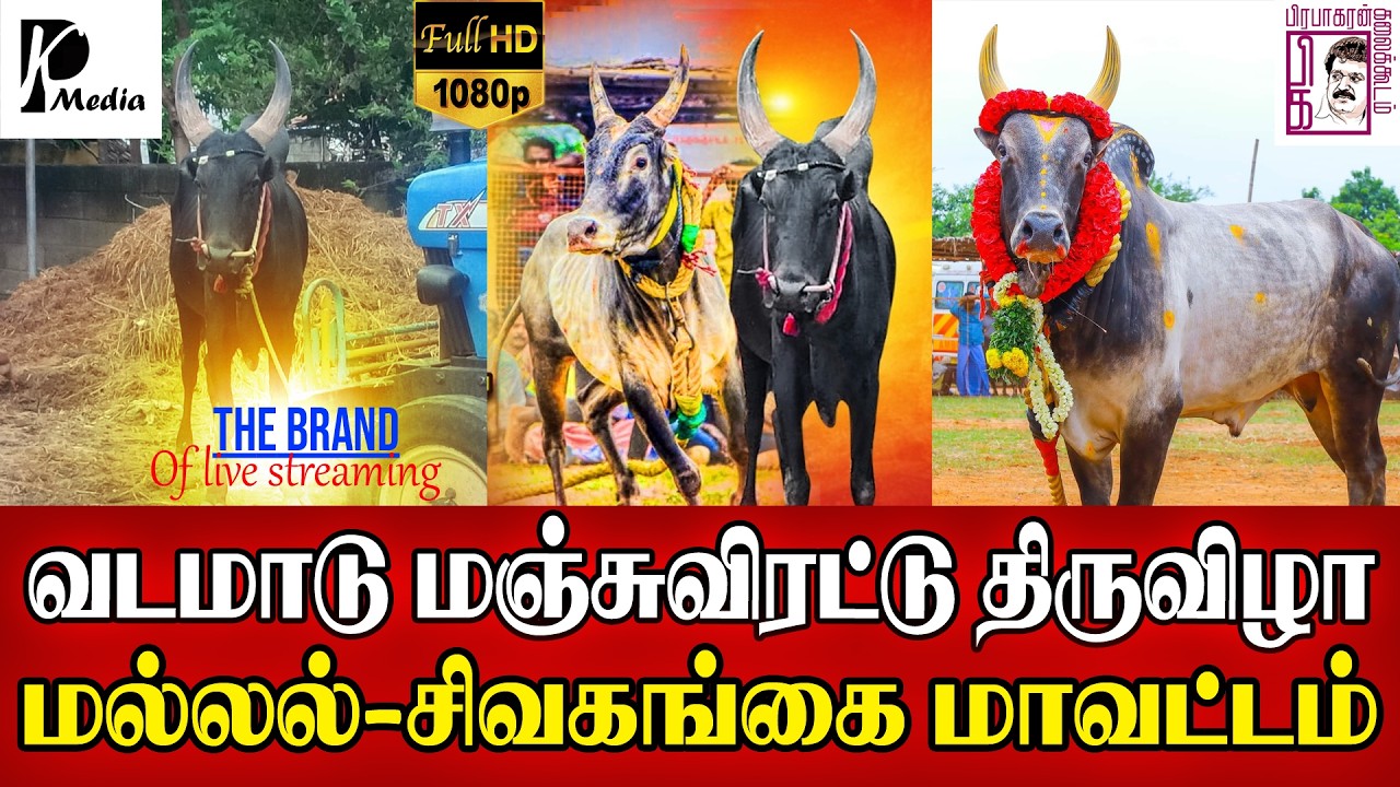 🔴LIVE (நேரலை) | மல்லல் வடமாடு மஞ்சுவிரட்டு 2026 | சிவகங்கை மாவட்டம் | PK Media