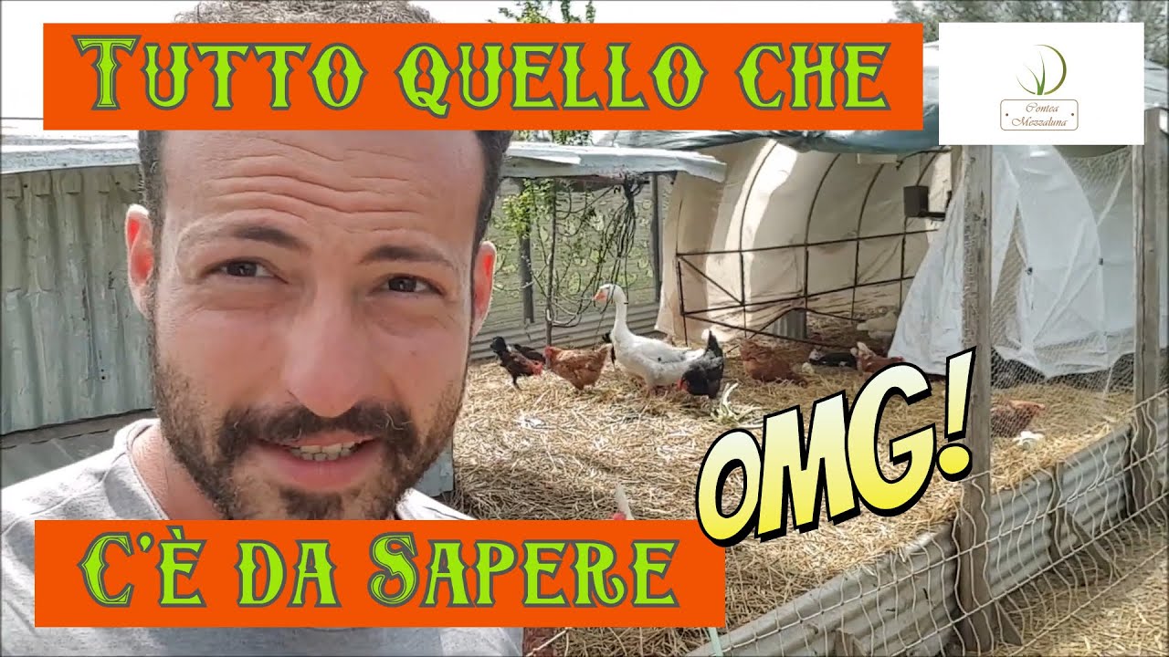 Come Allevare le Galline