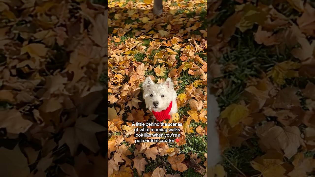 POV: You're a pet content creator