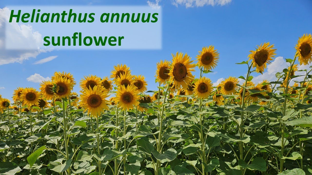 Sunflower Helianthus annuus a North American plant species widely planted globally