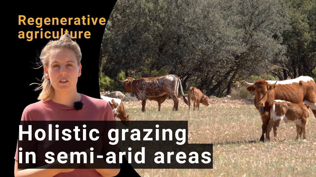 Holistic grazing - A regenerative and climate-smart farming practice in semi-arid areas