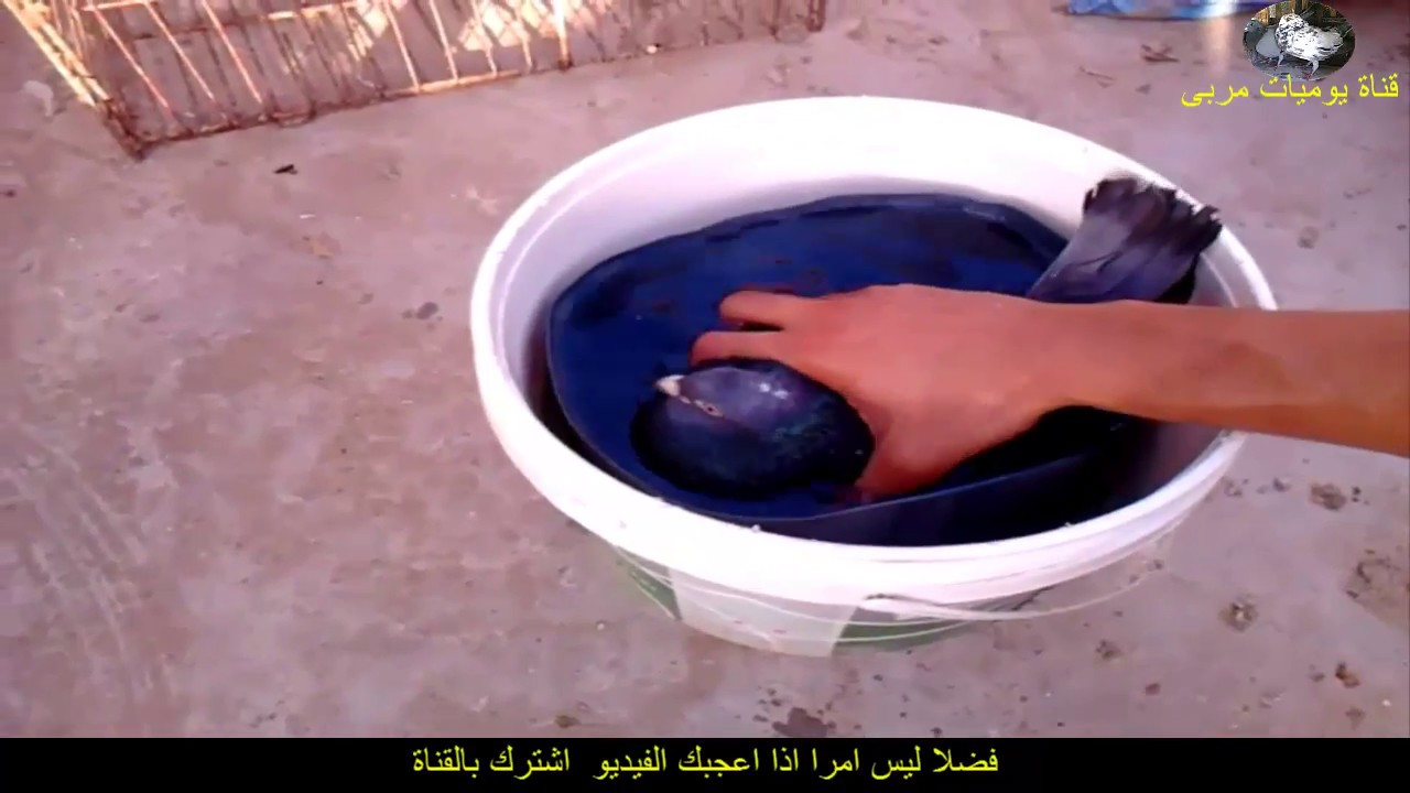 اسرع طرق للتخلص من ذبابة الحمام والفاش وجميع الحشرات بأقل تكلفة واقل مجهود من #يوميات مربى