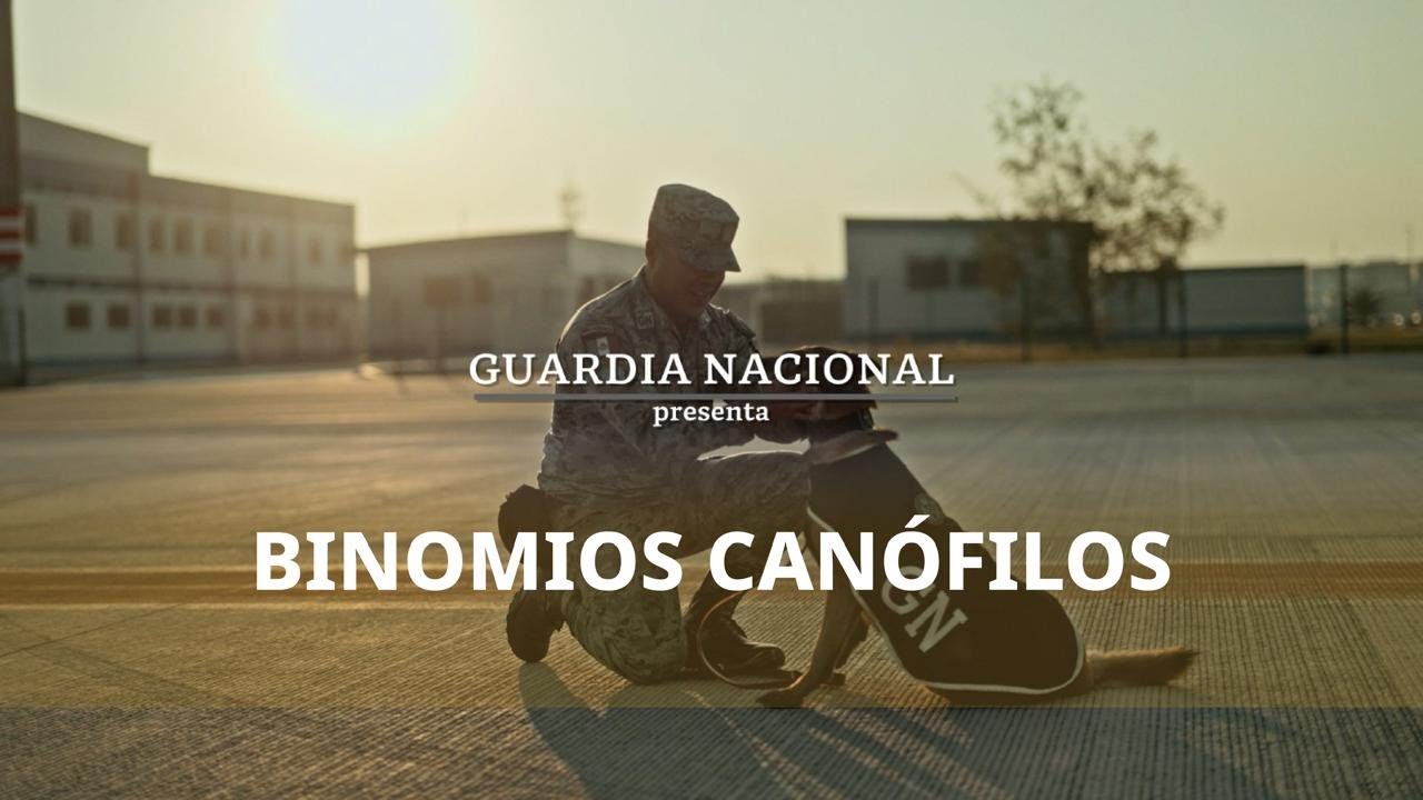 La Guardia Nacional, dentro de sus activos cuenta con Binomios Canófilos