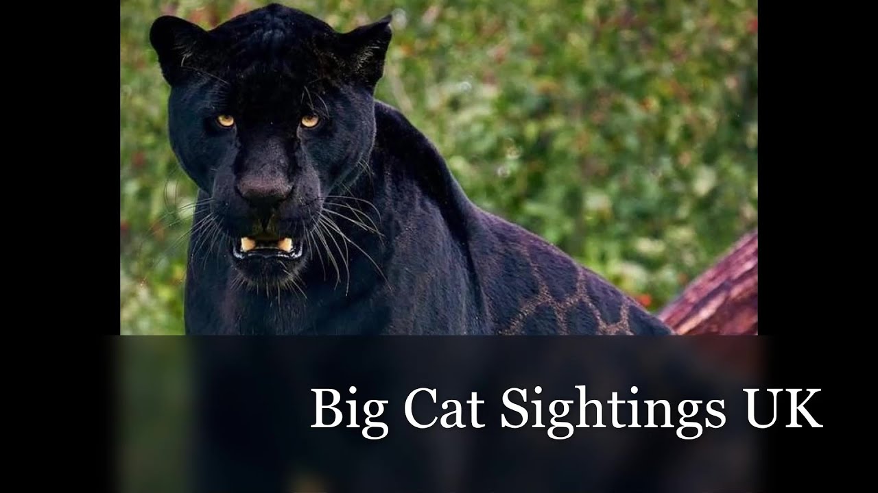 big cat sightings uk history 2023