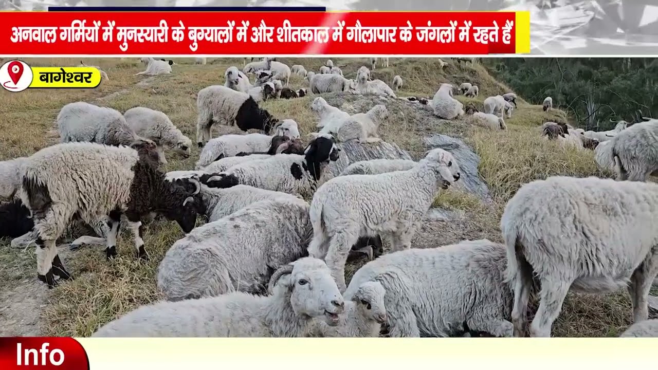 950 भेड़ों को लेकर हल्द्वानी से बागेश्वर पैदल पहुंचा अनवालों का दल
