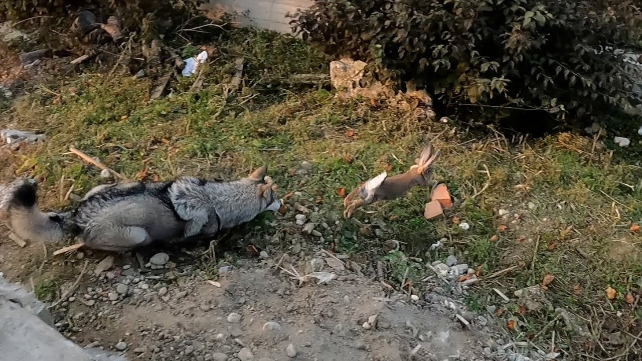 Охота волков на зайцев. Волк vs заяц. Волки на пролом через препятствия проникли к кроликам. Кролики