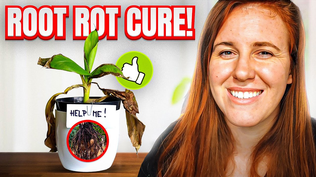 ROOT ROT 101! A SOIL SCIENTIST SOLUTION-PREVENTING & TREATING ROOT ROT | Gardening in Canada