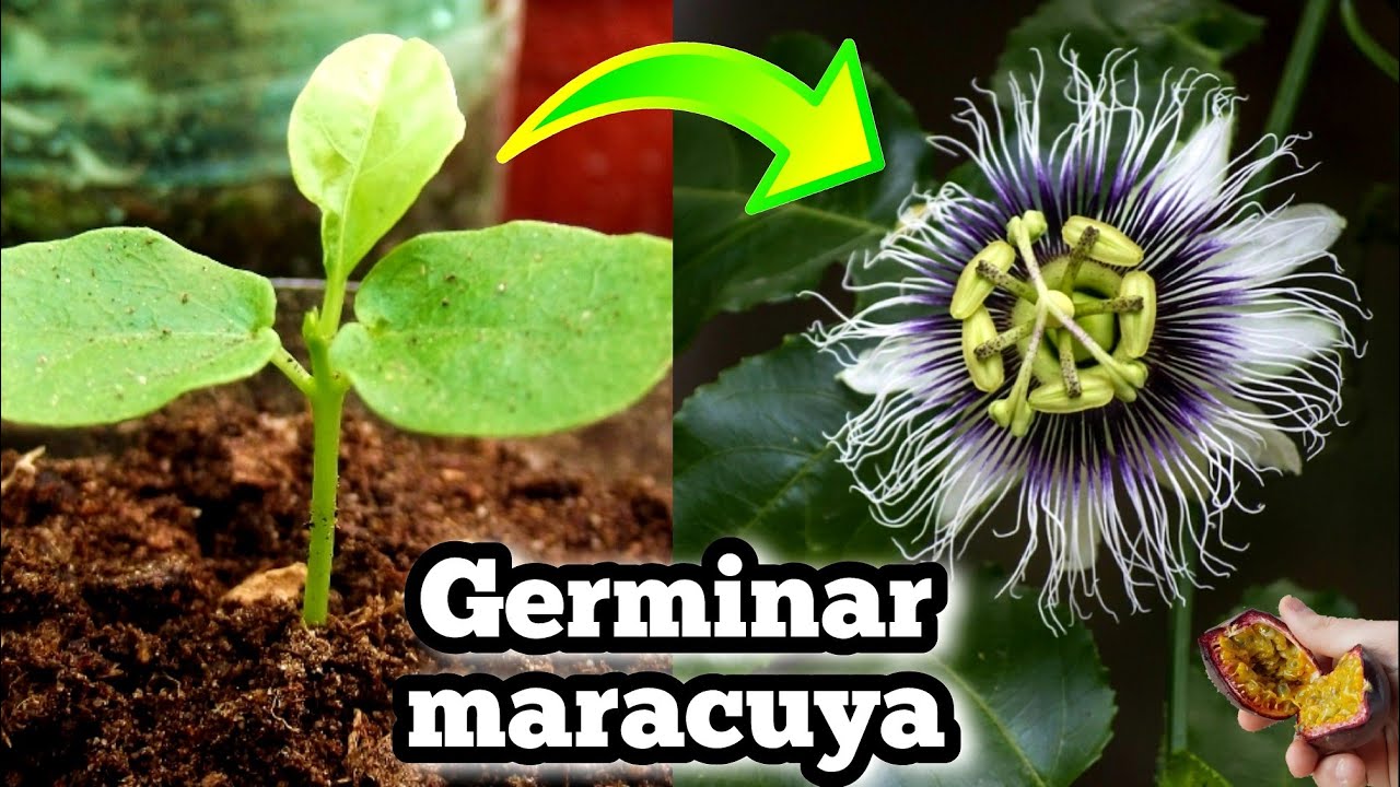 🌺 Como Germinar semillas de maracuya | Sembrar passiflora Edulis • Pasionaria • Fruta de la pasión