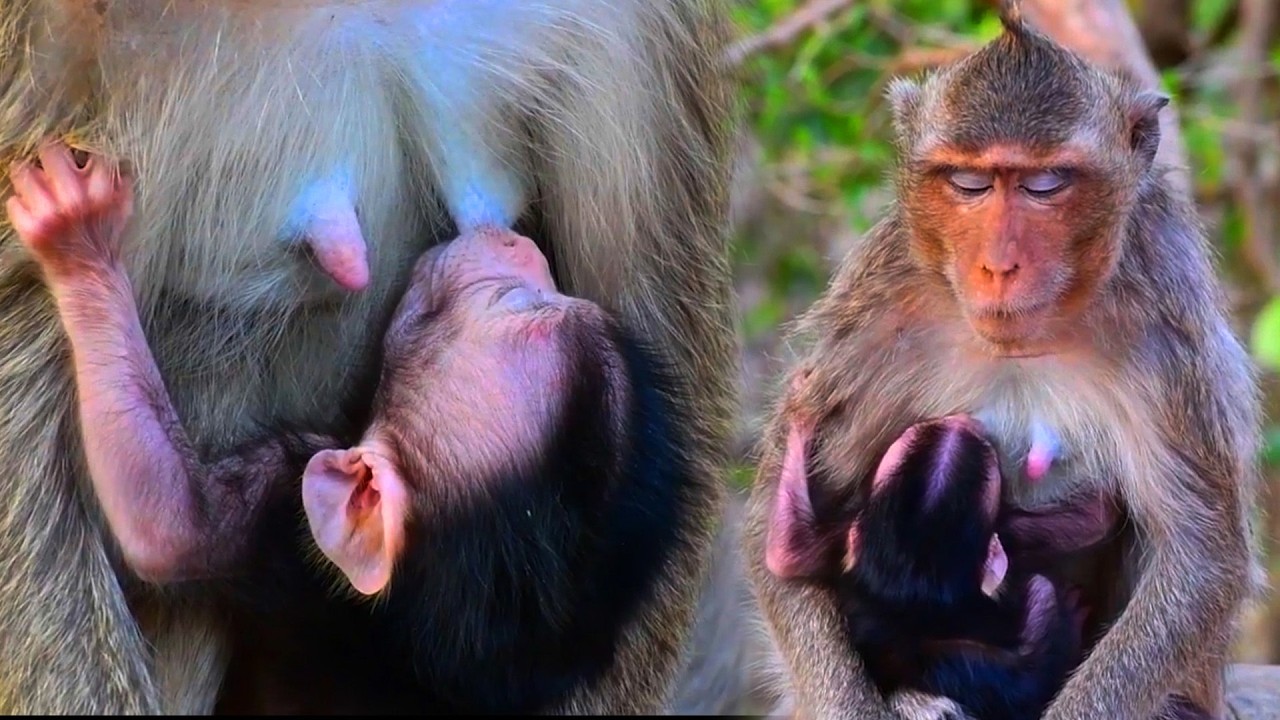 Adorable Wildlife 2026, Young Mommy Monkey Hugs Baby With Deap Love