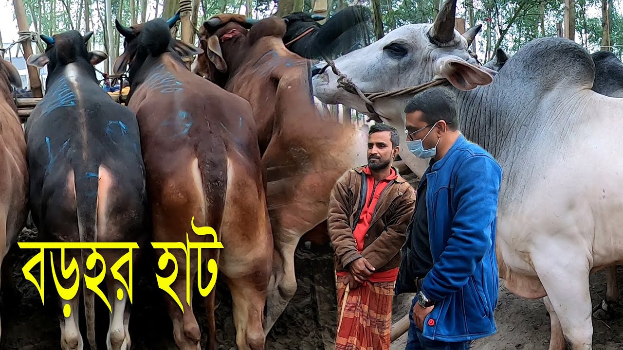 সিরাজগঞ্জ উল্লাপাড়ার বড়হর হাটে গবাদী পশুর আমদানি বেশ ভালো