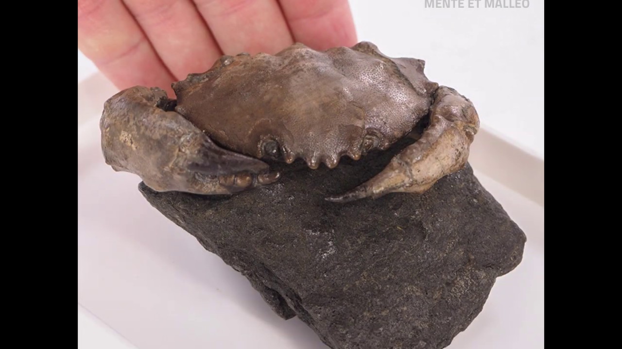 Kopalny krab Zanthopsis dufouri - skamieniałość sprzed 50 milionów lat - MM6071