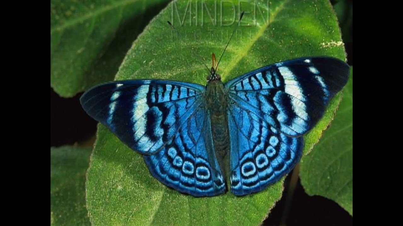 Panacea procilla